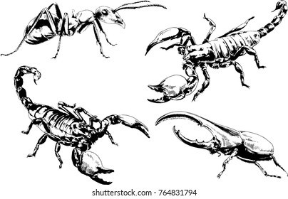 vector drawings sketches different insects bugs Scorpions spiders drawn in ink by hand , objects with no background