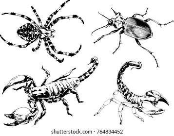 vector drawings sketches different insects bugs Scorpions spiders drawn in ink by hand , objects with no background