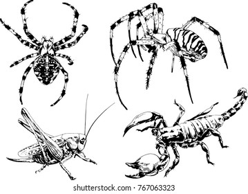 vector drawings sketches different insects bugs Scorpions spiders drawn in ink by hand , objects with no background