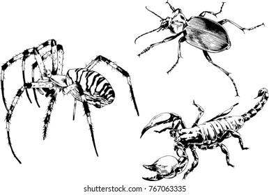 vector drawings sketches different insects bugs Scorpions spiders drawn in ink by hand , objects with no background