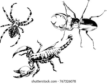 vector drawings sketches different insects bugs Scorpions spiders drawn in ink by hand , objects with no background