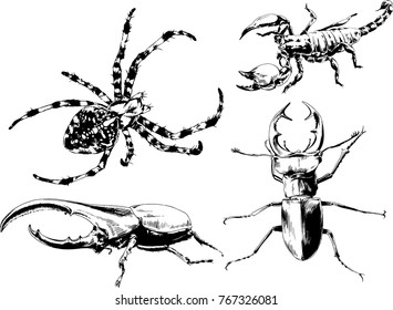 vector drawings sketches different insects bugs Scorpions spiders drawn in ink by hand , objects with no background
