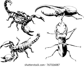 vector drawings sketches different insects bugs Scorpions  drawn in ink by hand , objects with no background