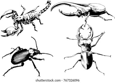 vector drawings sketches different insects bugs Scorpions  drawn in ink by hand , objects with no background