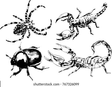 vector drawings sketches different insects bugs Scorpions spiders drawn in ink by hand , objects with no background