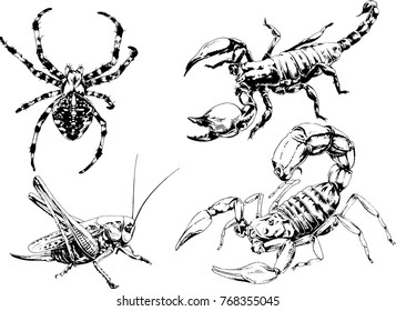 vector drawings sketches different insects bugs Scorpions spiders drawn in ink by hand , objects with no background
