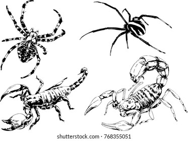 vector drawings sketches different insects bugs Scorpions spiders drawn in ink by hand , objects with no background