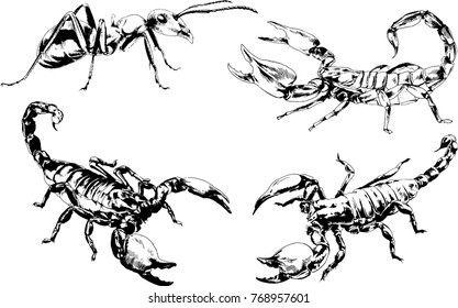 vector drawings sketches different insects bugs Scorpions spiders drawn in ink by hand , objects with no background