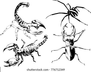 vector drawings sketches different insects bugs Scorpions spiders drawn in ink by hand , objects with no background