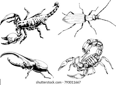 vector drawings sketches different insects bugs Scorpions spiders drawn in ink by hand , objects with no background