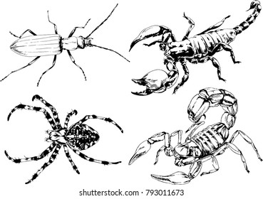 vector drawings sketches different insects bugs Scorpions spiders drawn in ink by hand , objects with no background