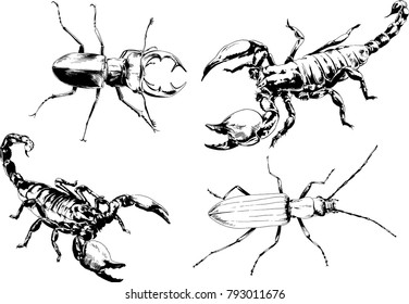 vector drawings sketches different insects bugs Scorpions spiders drawn in ink by hand , objects with no background