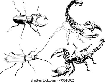 vector drawings sketches different insects bugs Scorpions spiders drawn in ink by hand , objects with no background