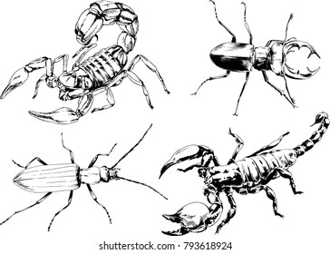 vector drawings sketches different insects bugs Scorpions spiders drawn in ink by hand , objects with no background