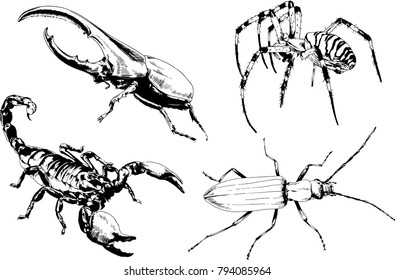 vector drawings sketches different insects bugs Scorpions spiders drawn in ink by hand , objects with no background