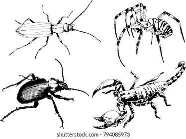 vector drawings sketches different insects bugs Scorpions spiders drawn in ink by hand , objects with no background