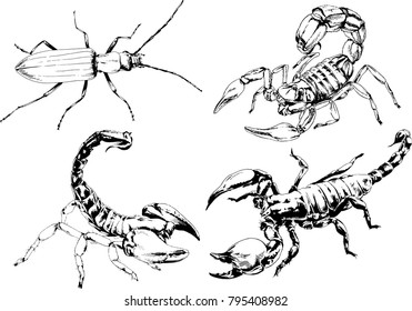vector drawings sketches different insects bugs Scorpions spiders drawn in ink by hand , objects with no background