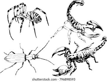 vector drawings sketches different insects bugs Scorpions spiders drawn in ink by hand , objects with no background