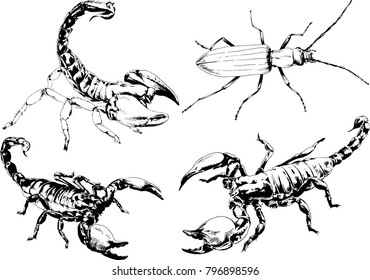 vector drawings sketches different insects bugs Scorpions spiders drawn in ink by hand , objects with no background