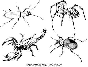 vector drawings sketches different insects bugs Scorpions spiders drawn in ink by hand , objects with no background