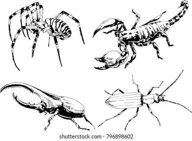 vector drawings sketches different insects bugs Scorpions spiders drawn in ink by hand , objects with no background