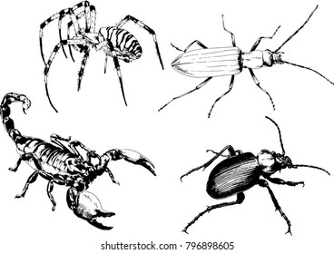 vector drawings sketches different insects bugs Scorpions spiders drawn in ink by hand , objects with no background