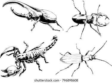 vector drawings sketches different insects bugs Scorpions spiders drawn in ink by hand , objects with no background