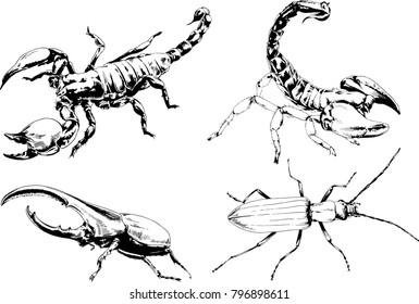 vector drawings sketches different insects bugs Scorpions spiders drawn in ink by hand , objects with no background