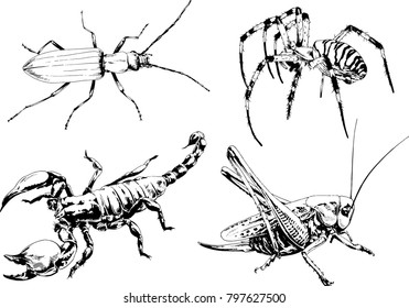 vector drawings sketches different insects bugs Scorpions spiders drawn in ink by hand , objects with no background