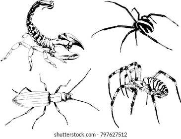 vector drawings sketches different insects bugs Scorpions spiders drawn in ink by hand , objects with no background
