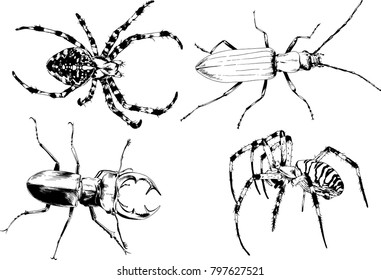 vector drawings sketches different insects bugs Scorpions spiders drawn in ink by hand , objects with no background