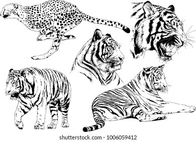 vector drawings sketches different predator , tigers lions cheetahs and leopards are drawn in ink by hand , objects with no background