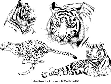 vector drawings sketches different predator , tigers lions cheetahs and leopards are drawn in ink by hand , objects with no background