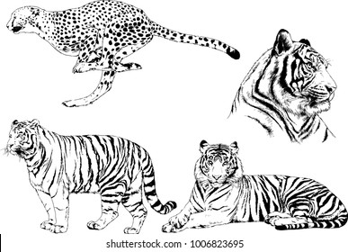 vector drawings sketches different predator , tigers lions cheetahs and leopards are drawn in ink by hand , objects with no background