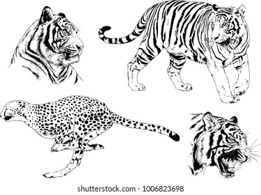 vector drawings sketches different predator , tigers lions cheetahs and leopards are drawn in ink by hand , objects with no background