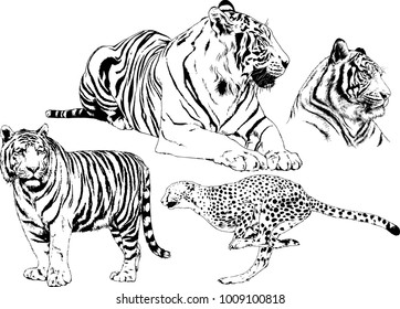 vector drawings sketches different predator , tigers lions cheetahs and leopards are drawn in ink by hand , objects with no background