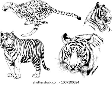 vector drawings sketches different predator , tigers lions cheetahs and leopards are drawn in ink by hand , objects with no background