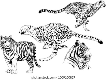 vector drawings sketches different predator , tigers lions cheetahs and leopards are drawn in ink by hand , objects with no background
