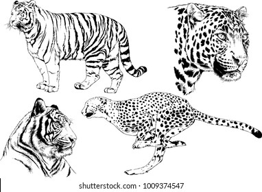 vector drawings sketches different predator , tigers lions cheetahs and leopards are drawn in ink by hand , objects with no background
