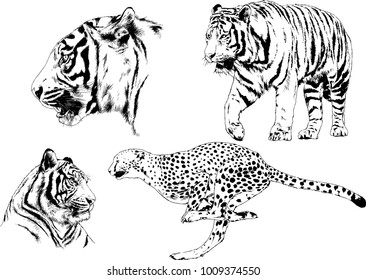 vector drawings sketches different predator , tigers lions cheetahs and leopards are drawn in ink by hand , objects with no background