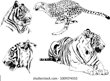 vector drawings sketches different predator , tigers lions cheetahs and leopards are drawn in ink by hand , objects with no background