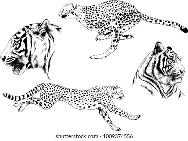 vector drawings sketches different predator , tigers lions cheetahs and leopards are drawn in ink by hand , objects with no background