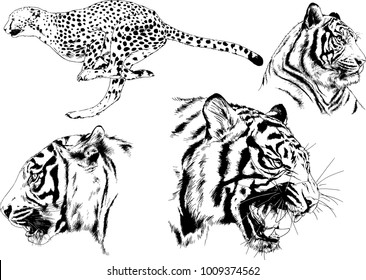 vector drawings sketches different predator , tigers lions cheetahs and leopards are drawn in ink by hand , objects with no background
