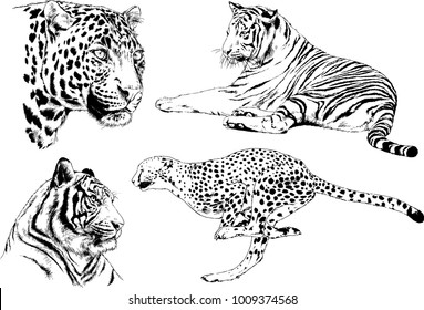 vector drawings sketches different predator , tigers lions cheetahs and leopards are drawn in ink by hand , objects with no background