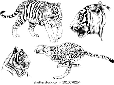 vector drawings sketches different predator , tigers lions cheetahs and leopards are drawn in ink by hand , objects with no background