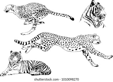 vector drawings sketches different predator , tigers lions cheetahs and leopards are drawn in ink by hand , objects with no background