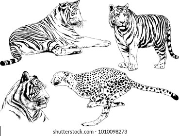 vector drawings sketches different predator , tigers lions cheetahs and leopards are drawn in ink by hand , objects with no background
