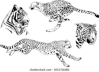 22,160 Cheetah sketch Images, Stock Photos & Vectors | Shutterstock