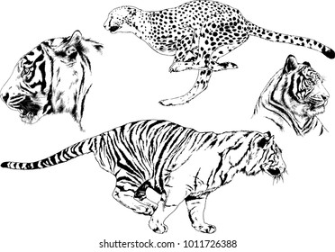 vector drawings sketches different predator , tigers lions cheetahs and leopards are drawn in ink by hand , objects with no background