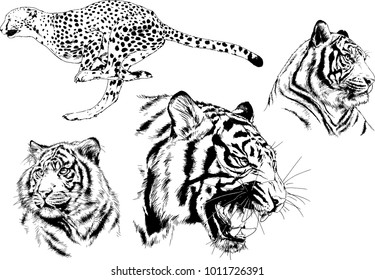 vector drawings sketches different predator , tigers lions cheetahs and leopards are drawn in ink by hand , objects with no background